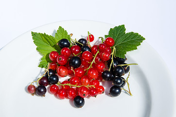 Image showing Currants