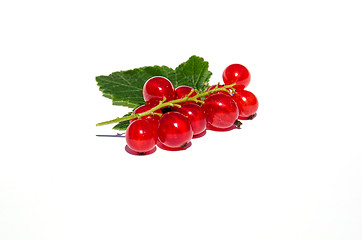 Image showing Red currants