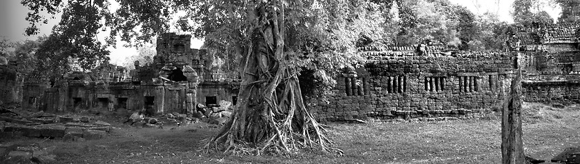 Image showing Under the shadow of a giant tree