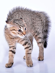 Image showing small Scottish straight kitten looking scared