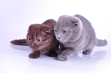 Image showing two Scottish foldt kittens walking towards