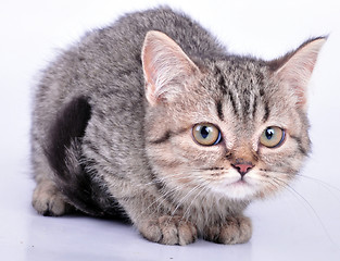 Image showing cute little kitten carrying a wool ball looking 