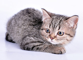 Image showing little kitten looking aside