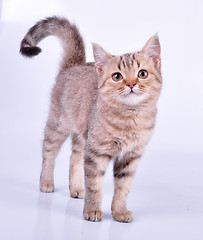 Image showing small Scottish straight kitten walking towards