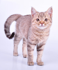 Image showing beautiful Scottish straight kitten walking towards