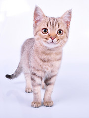 Image showing small Scottish straight kitten walking towards