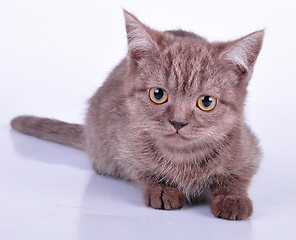 Image showing little chocolate kitten looking at camera