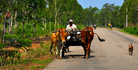 Image showing Oxcart 