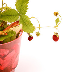 Image showing Wild Strawberries