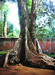 Image showing Giant tree - little man