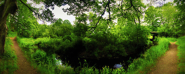 Image showing Along the creek