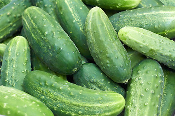 Image showing Pile of fresh green cucumbers