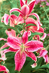 Image showing Lily flowers on flowerbed