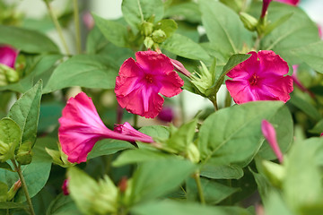 Image showing Red flowers in flowerbed