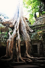 Image showing Temple of trees