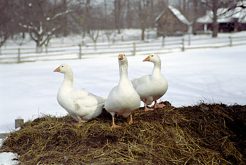 Image showing Geese