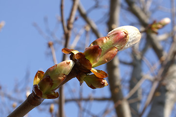 Image showing Spring bud