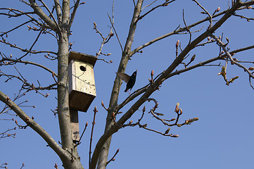 Image showing Spring in the yard- starling by his nesting-box