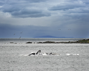 Image showing Humpback Whales  Feeding