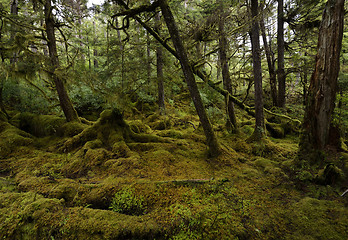 Image showing Rain Forest