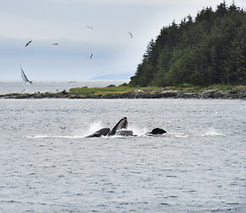 Image showing Humpback Whales  Feeding