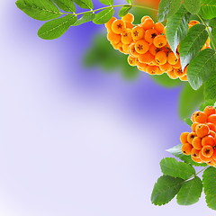 Image showing Rowan branches with fruits.