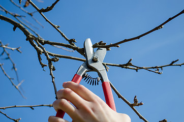 Image showing woman hand trim tree twig clipper spring garden 