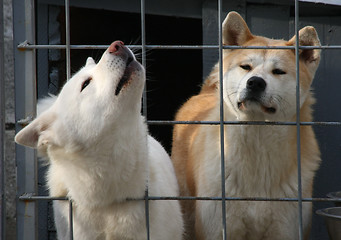 Image showing Akita Inu