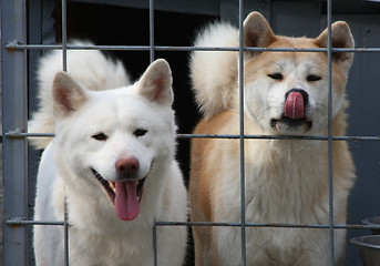 Image showing Akita Inu