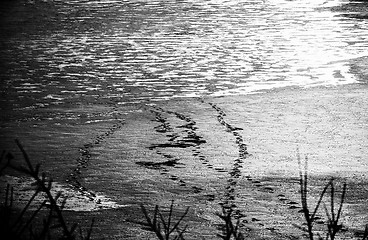 Image showing Animal footprints on the ice