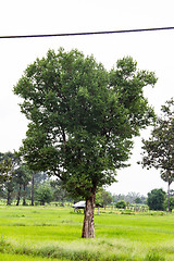 Image showing Irvingia malayana tree, Lagerstroemia macrocarpa Wall or Kayu al