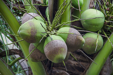 Image showing Green coconut on trees