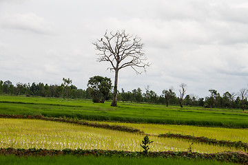 Image showing Landscape with a lone tree in a wheat field