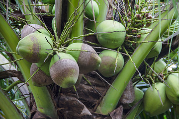 Image showing Green coconut on trees