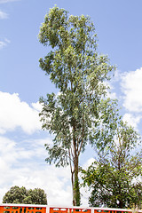 Image showing Green beautiful and young eucalyptus tree