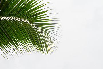 Image showing Abstract green leaves background