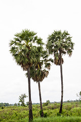 Image showing Asian Palmyra palm, Toddy palm, Sugar palm, Cambodian palm (Bora