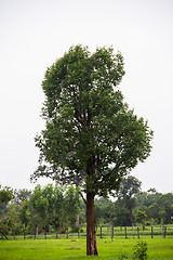 Image showing Irvingia malayana tree, Lagerstroemia macrocarpa Wall or Kayu al