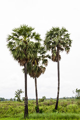 Image showing Asian Palmyra palm, Toddy palm, Sugar palm, Cambodian palm (Bora