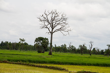 Image showing Landscape with a lone tree in a wheat field