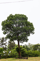 Image showing Irvingia malayana tree, Lagerstroemia macrocarpa Wall or Kayu al