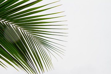 Image showing Abstract green leaves background