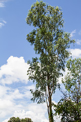 Image showing Green beautiful and young eucalyptus tree