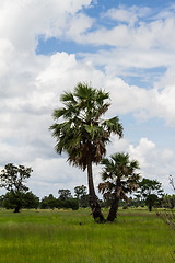 Image showing Asian Palmyra palm, Toddy palm, Sugar palm, Cambodian palm (Bora