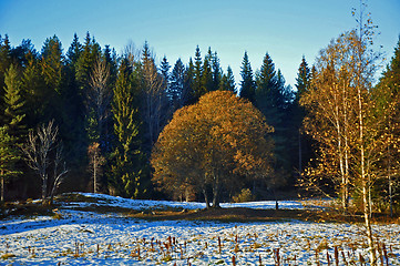 Image showing The first snow