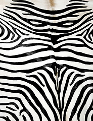 Image showing Zebra skin