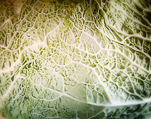 Image showing Green cabbage vegetable