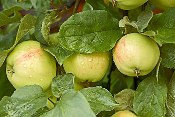 Image showing Apples with water drops on the tree