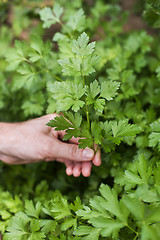 Image showing Parsley