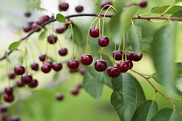 Image showing Cherries